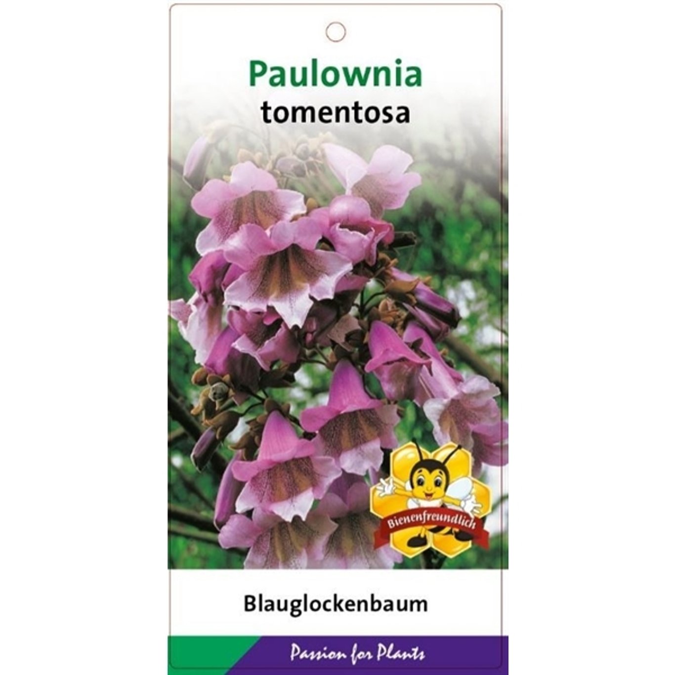 Paulownia tomentosa - C10 175-200 CM